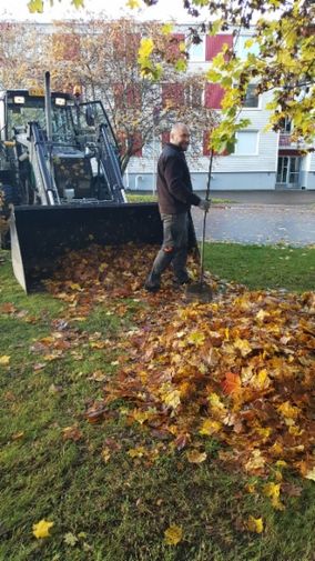 Työntekijä nostaa nuorta puuta maasta ruskaisten lehtien seasta